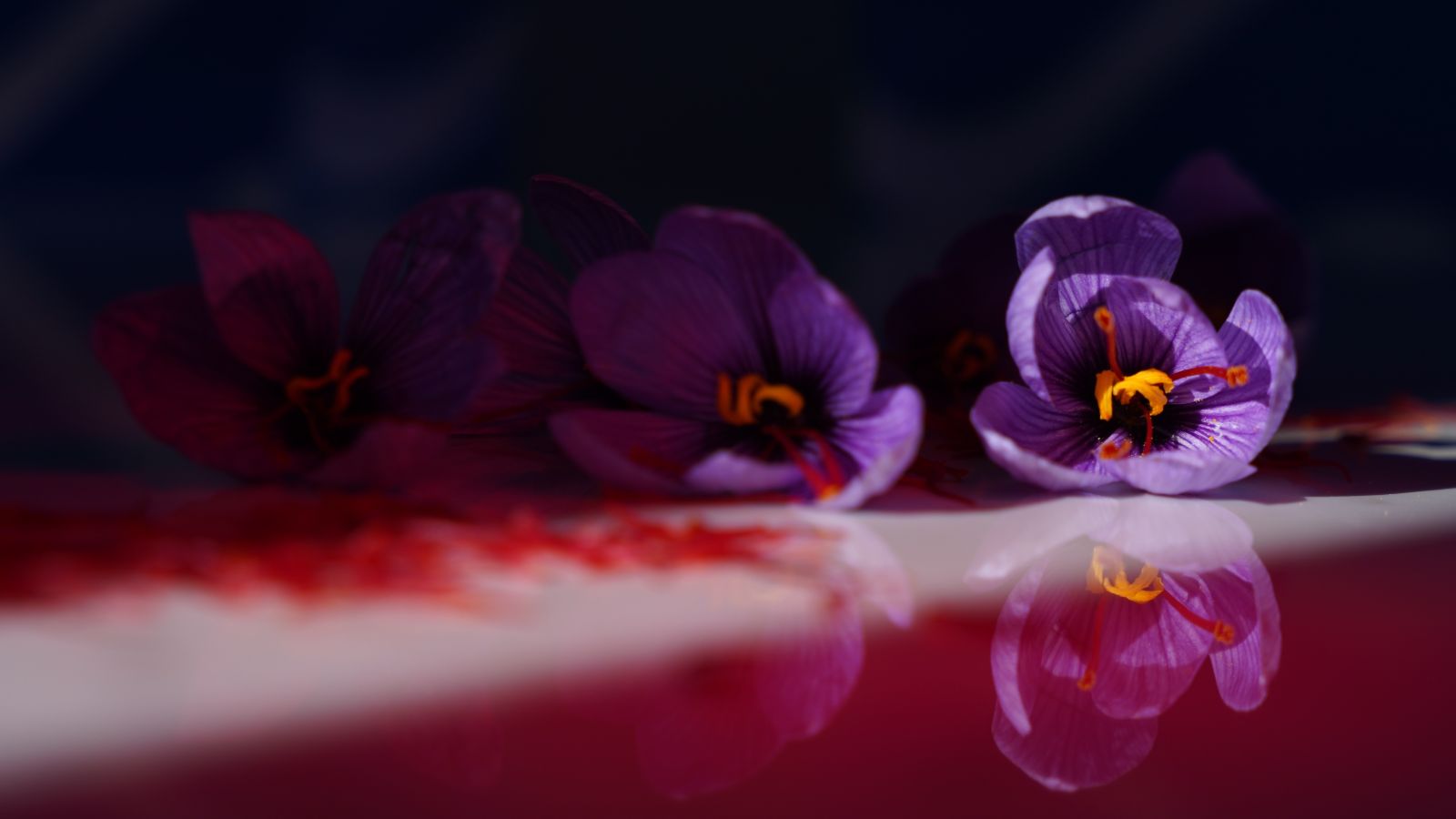 Saffron flowers and red saffron threads
